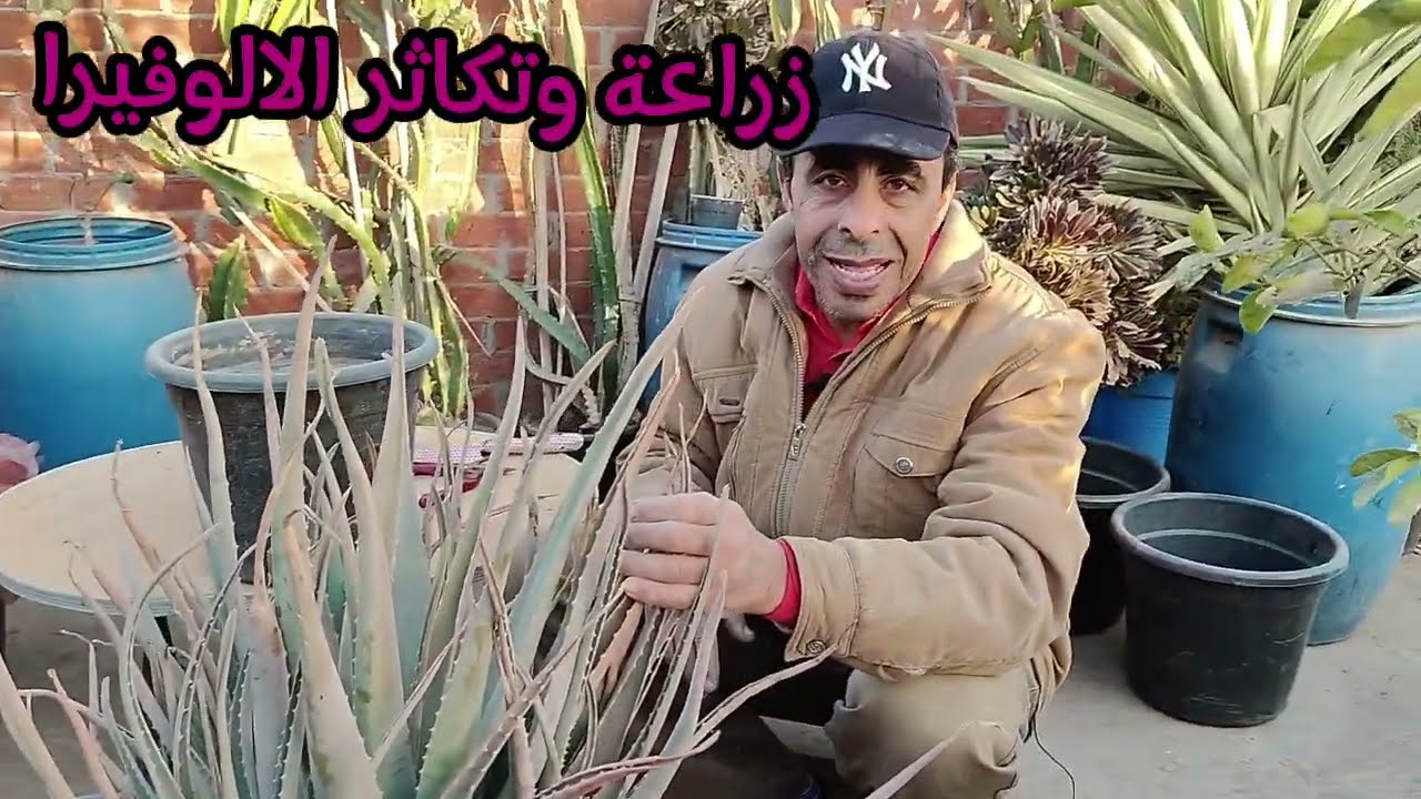 زراعة وتكاثر نبات الألوفيرا بالخلفات Growing and propagating aloe vera plants using offsets
