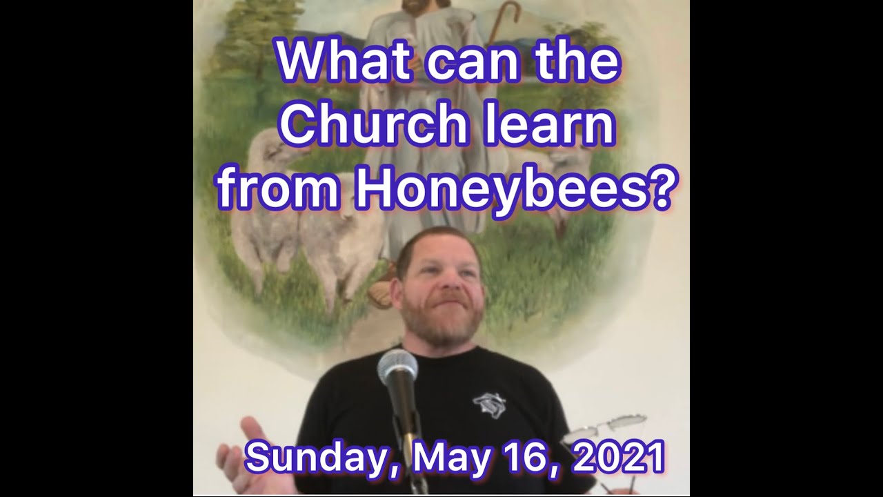 What can the Church learn from Honeybees? Ever heard a sermon at church about bees?