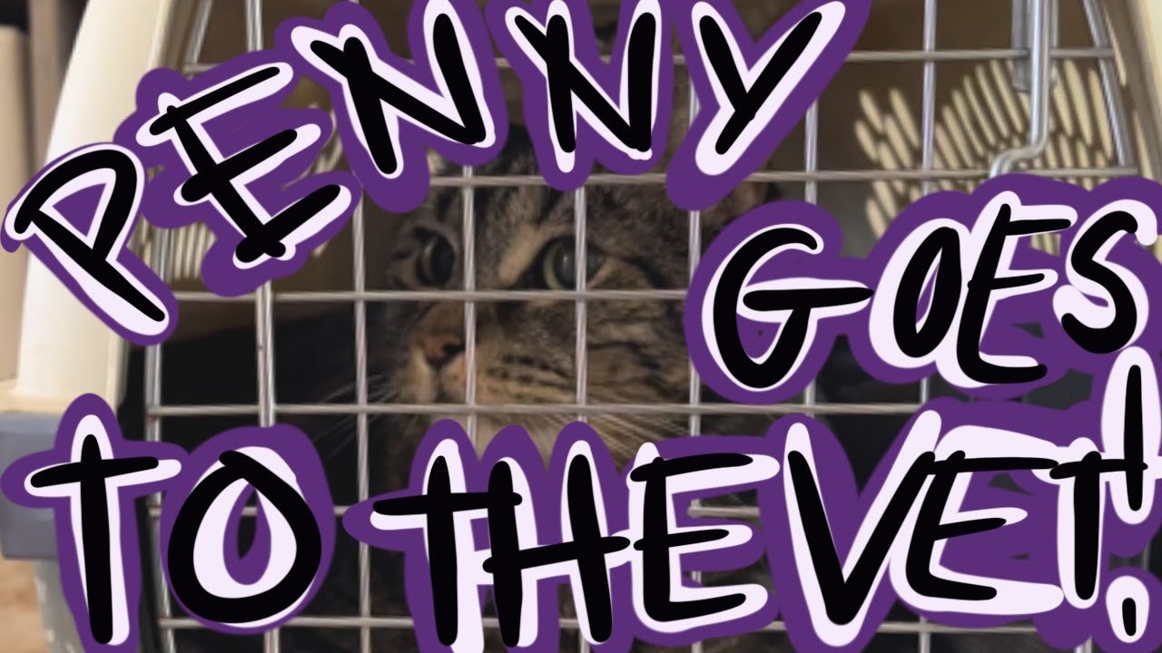 Penny goes to the vet!