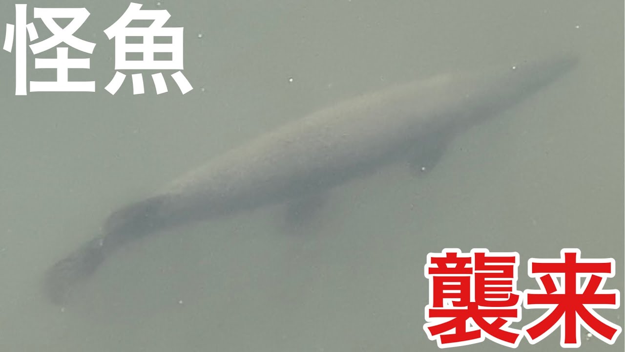 【アリゲーターガー再び】巨大投網で水門の外来種全部抜いてみた
