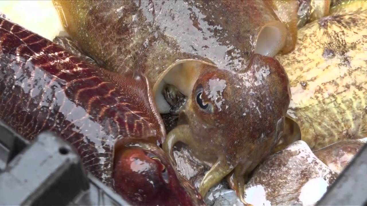 Une marée à bord de l'Artemis III, caseyeur du Conquet.