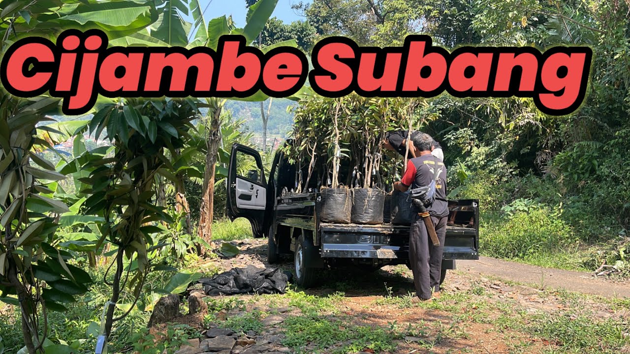 Kebun Durian Pak Majid Cijambe Subang Jawa Barat