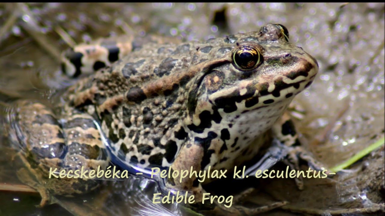 B&eacute;kahangok