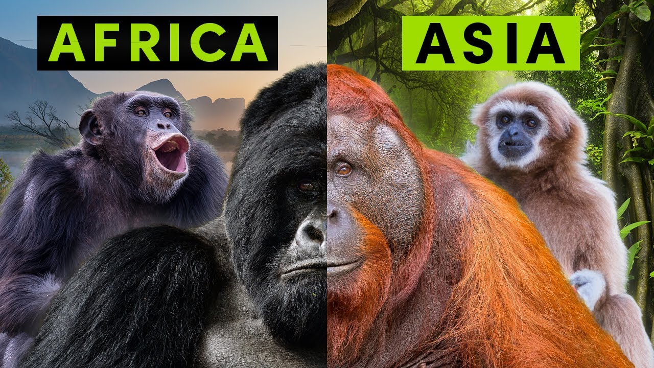 All 4 Types of Non-Human Ape - A Detailed Comparison