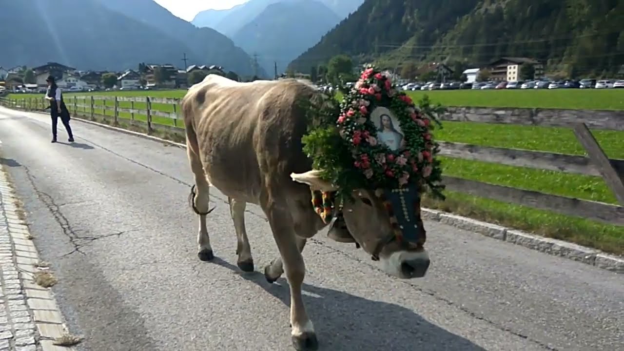 Almabtrieb Mayrhofen(Tyrol) #austria | Alpine Cattle Drive #zillertal #mayrhofen #cows