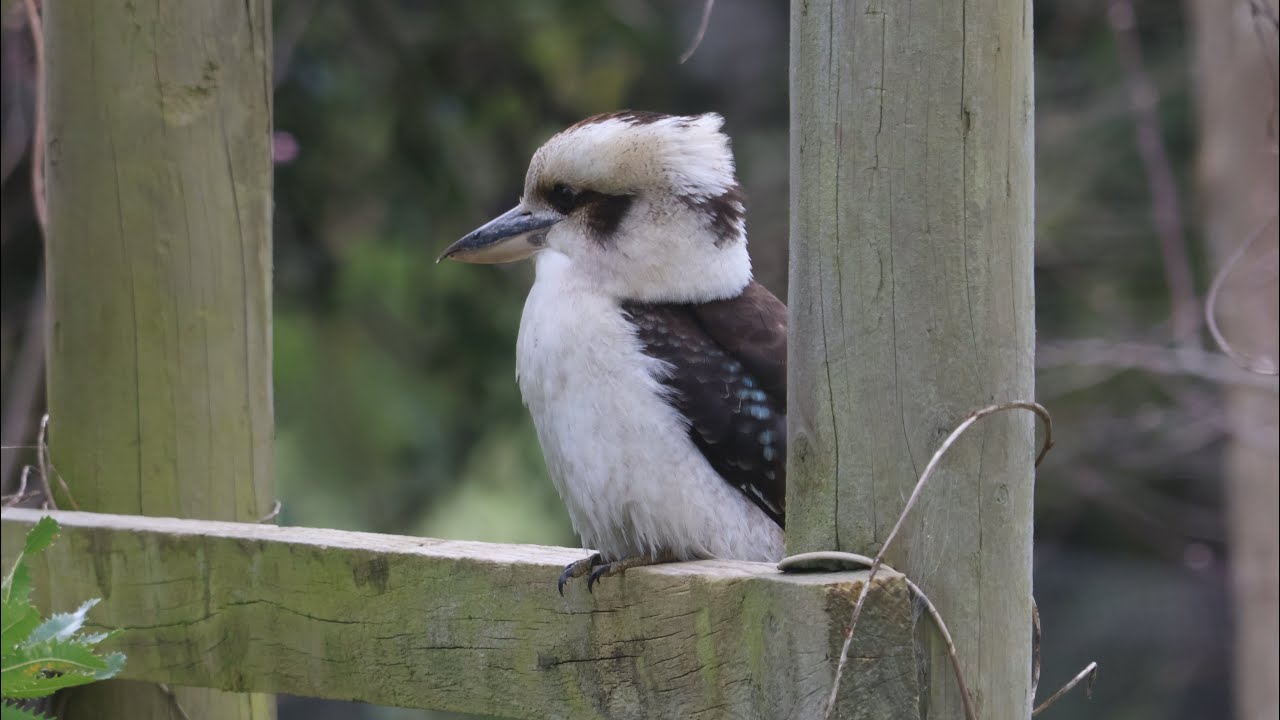 Backyard birding adventures! Wildlife encounters around the garden 