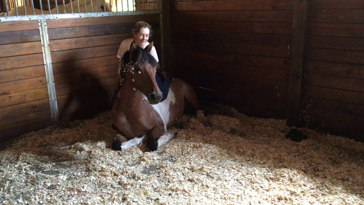 Unbroken horse, riding while laying down.