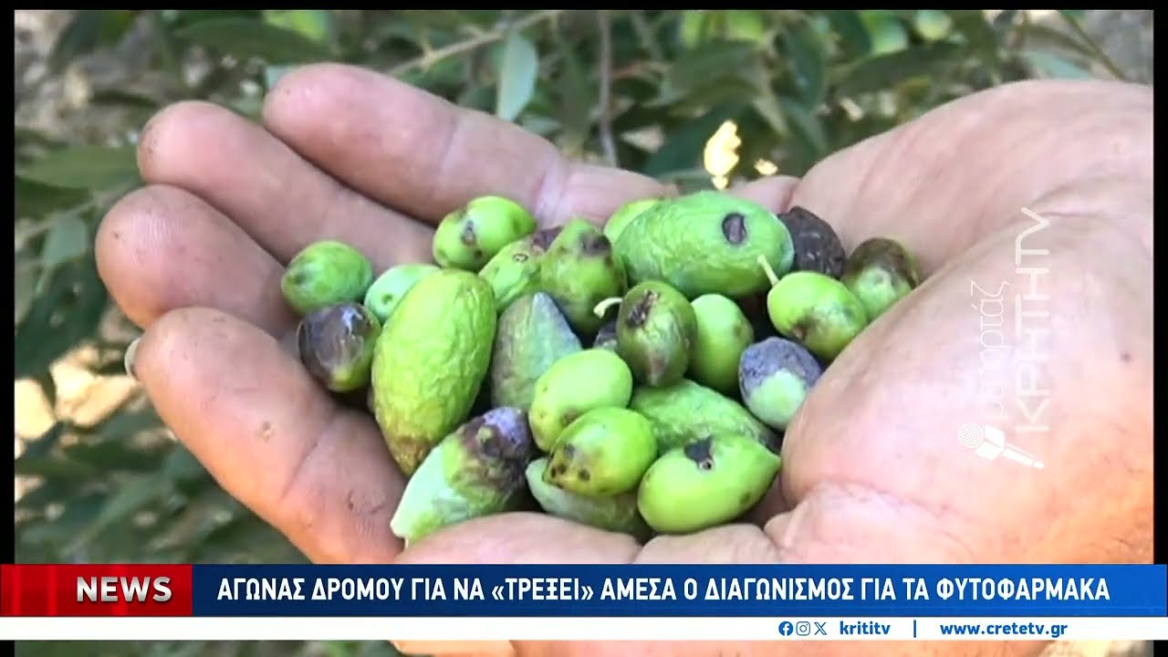 Τα φάρμακα για την δακοκτονία και η στήριξη της ελαιοπαραγωγής σε επαφές στην Αθήνα