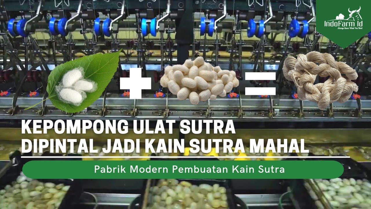 RAHASIA PABRIK SUTERA Cara Pabrik Memintal Kepompong Ulat Sutra Menjadi Kain Sutra