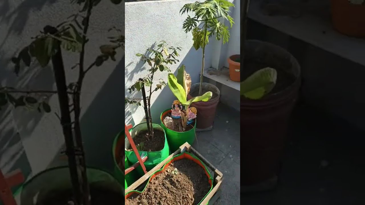 Gardenketu is live