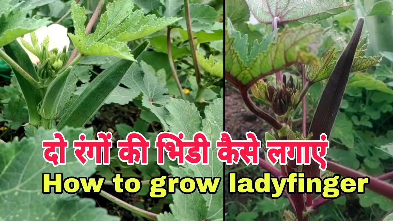 भिंडी (दो रंग की ) कैसे लगाएं गमले और ग्रो बैग में HOW to grow ladyfinger in pot and grow bag 