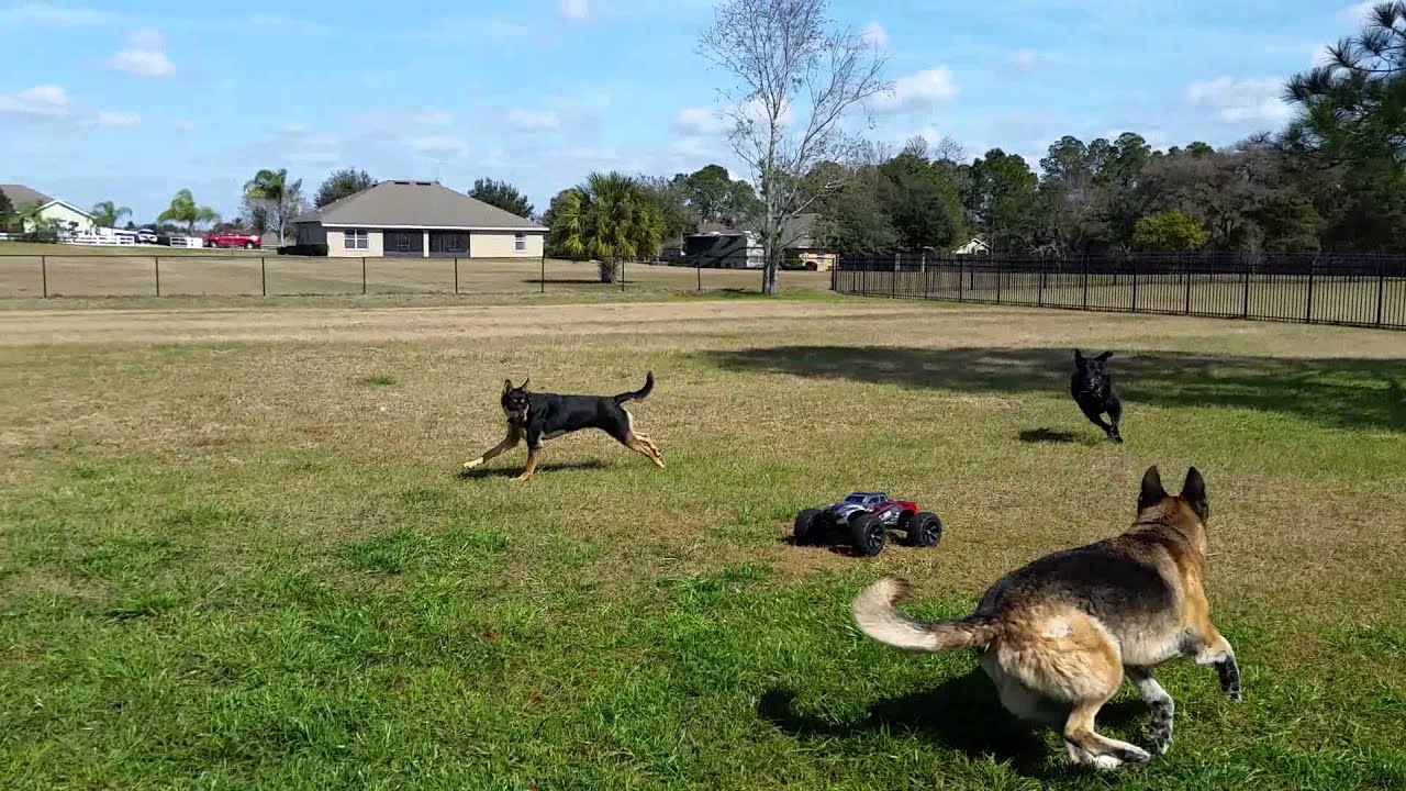 Dogs chasing RC Car ... see them in action!