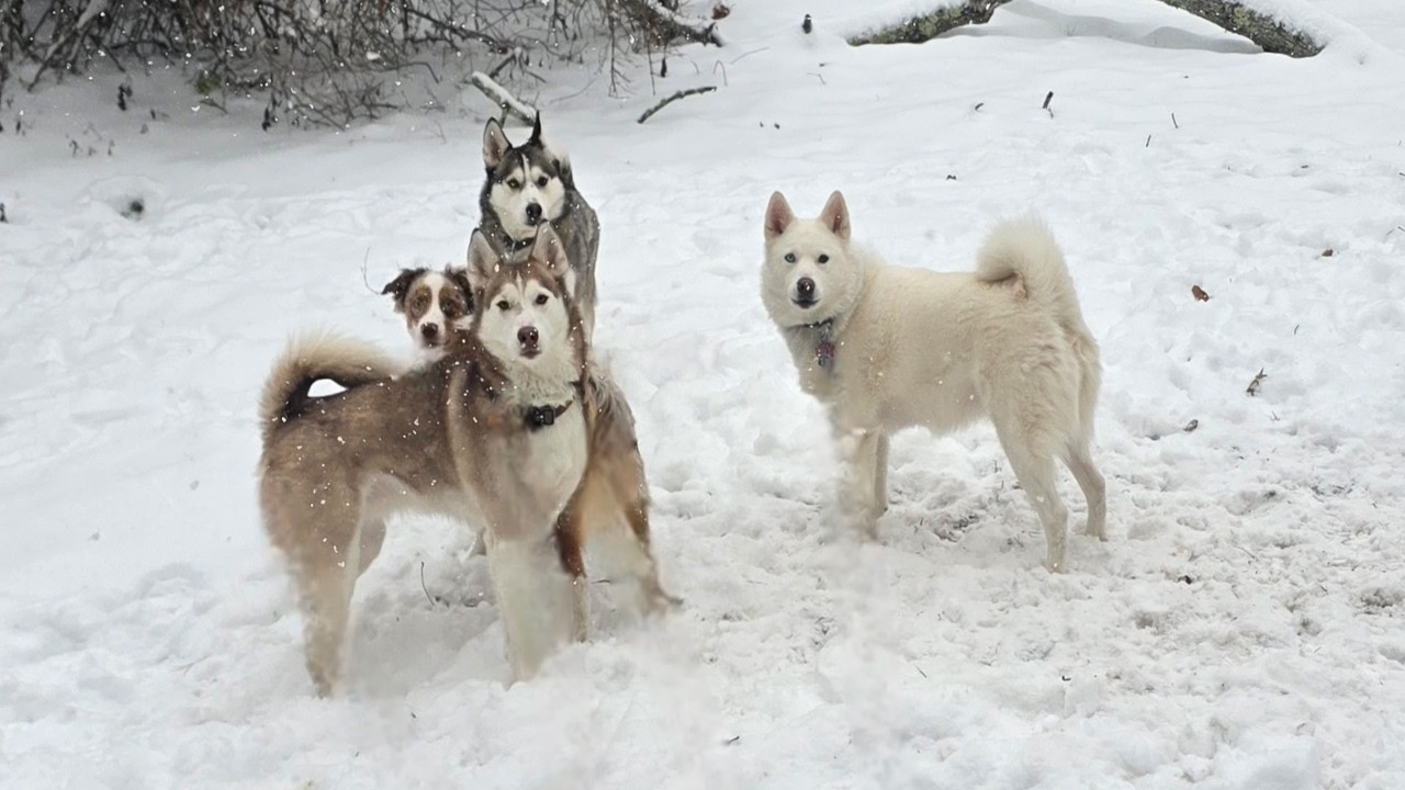 Can You Really Wear Out 3 Huskies and an Australian Shepherd?! 🐺🐕