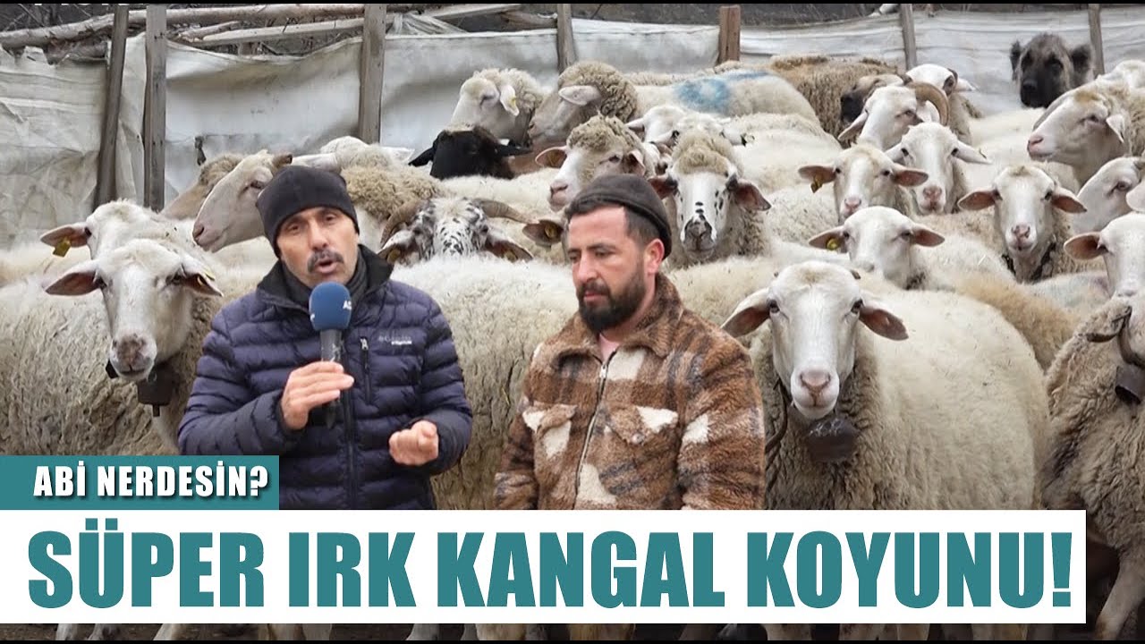 Fenomen Çoban İlkay Tınastepe! 