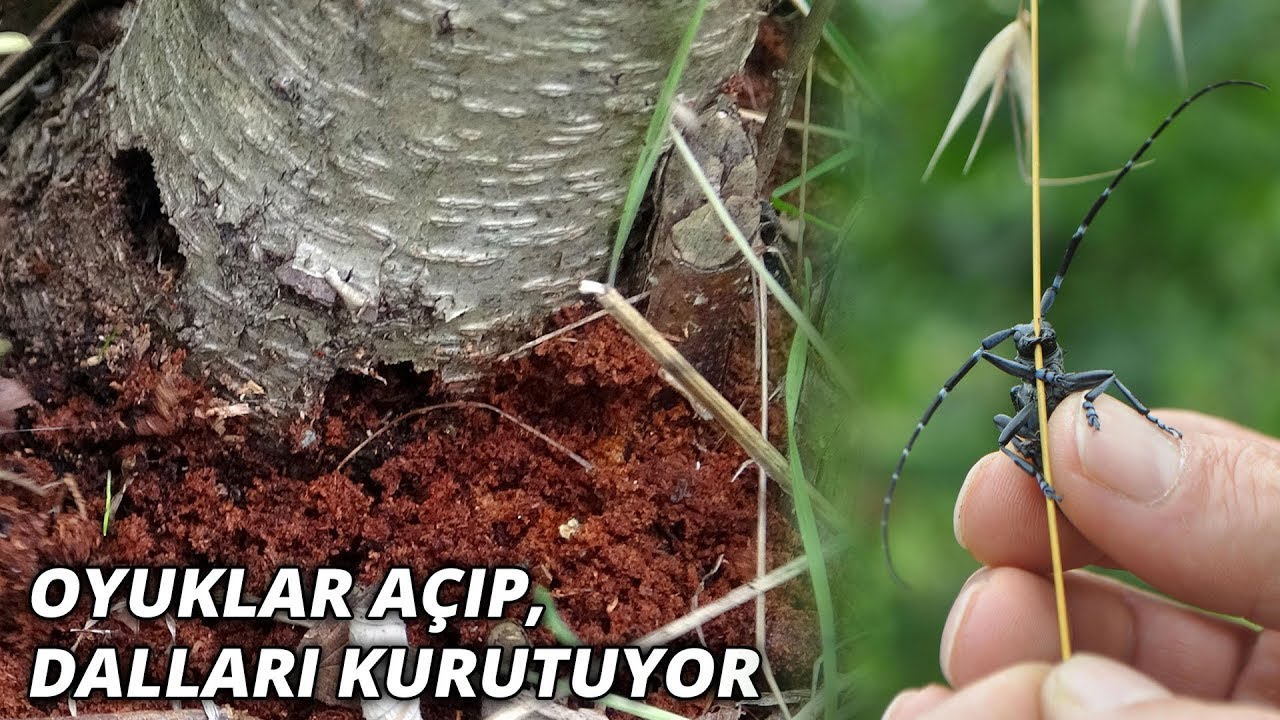 Fındıkta ‘Drakula’ ile mücadeleye devlet desteği üreticiyi sevindirdi