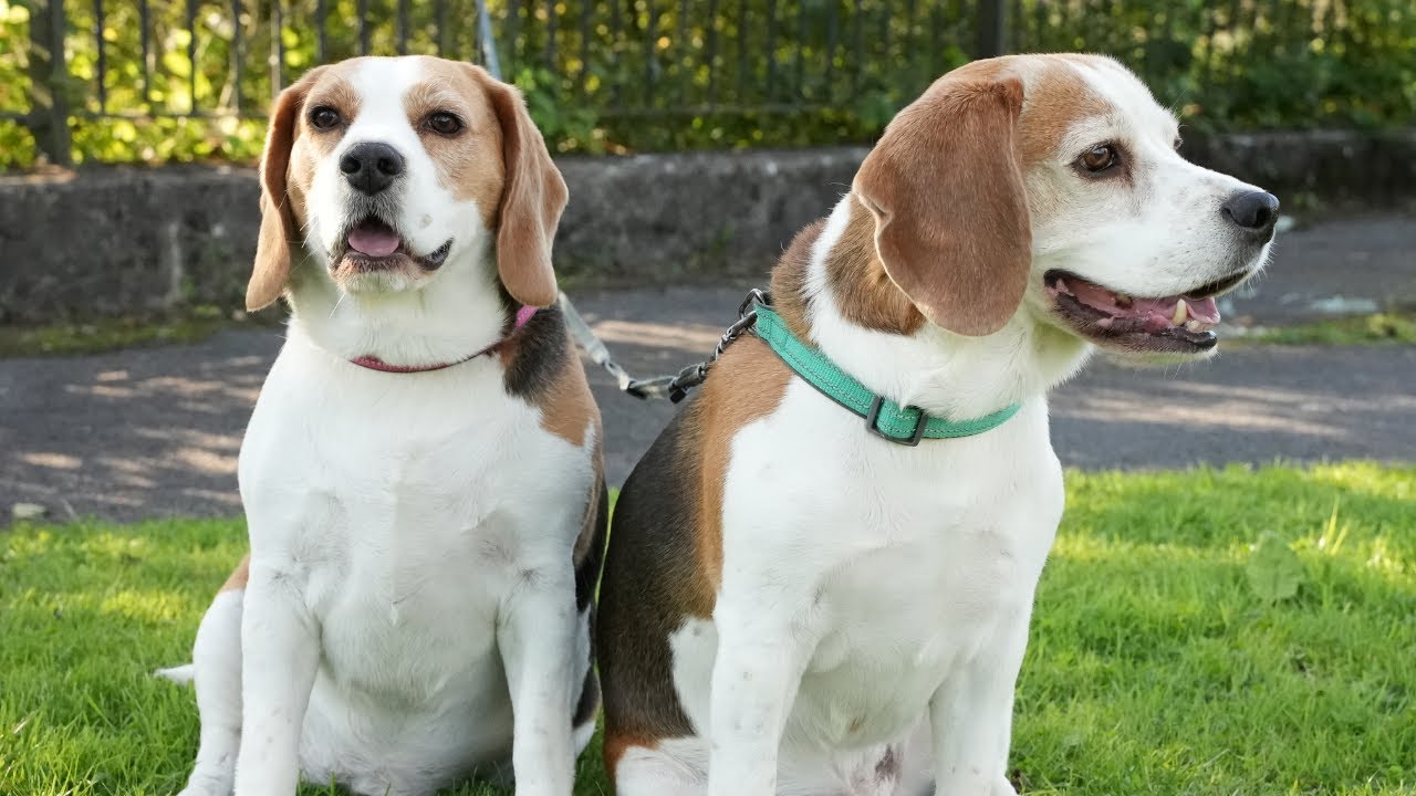 Reasons why do we love beagle dogs so much