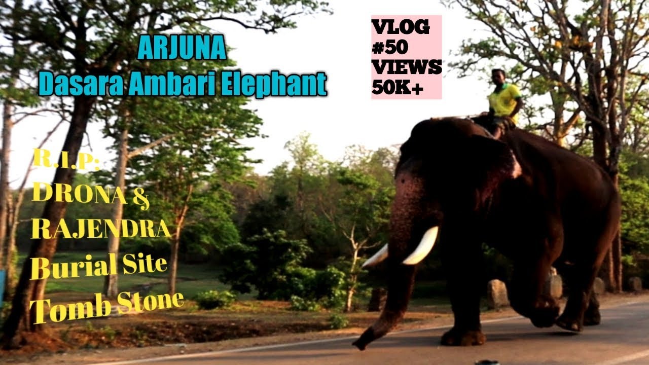 Arjuna Dasara Ambari Elephant: | R.I.P Drona n Rajendra Burial Site | Balle Elephant Camp