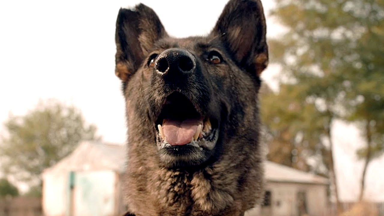 DOGS Bande Annonce Teaser (2016)