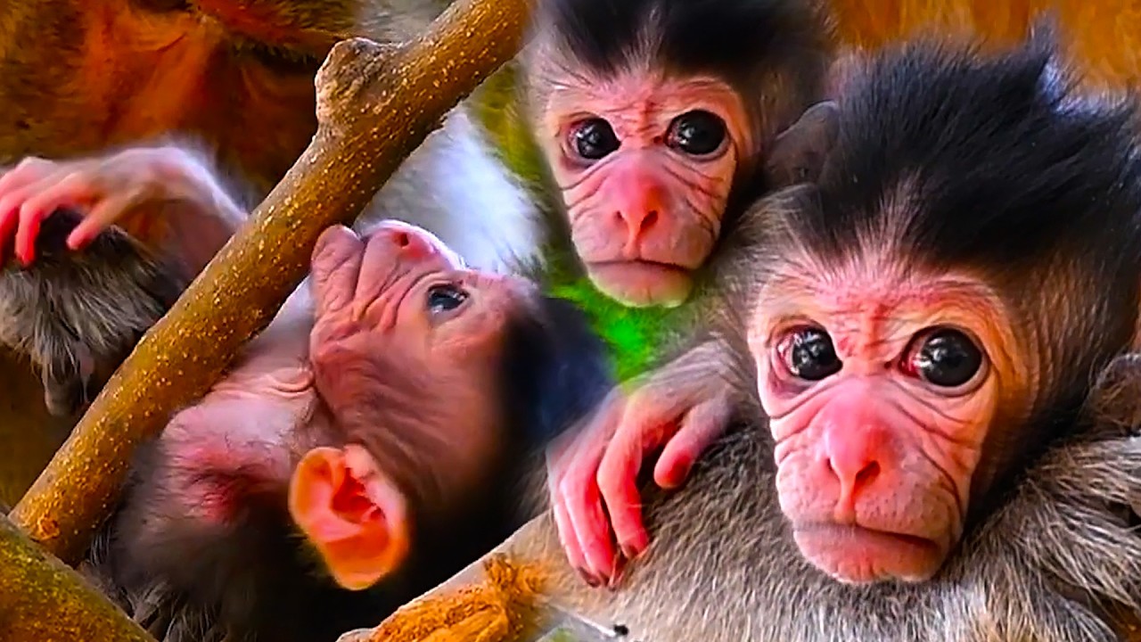 Adorable Wildlife, So Cute Baby Monkey Trying To Open Eyes and Watch
