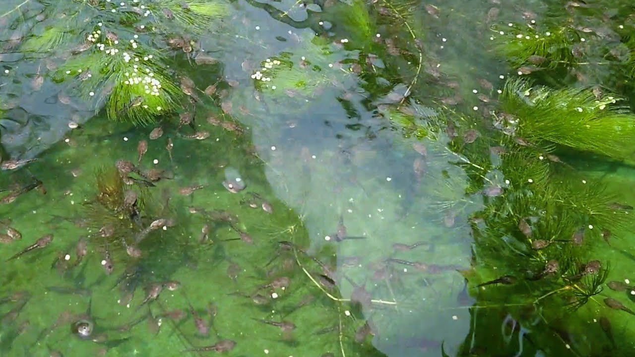Benefits of growing some algae in a baby frog tank