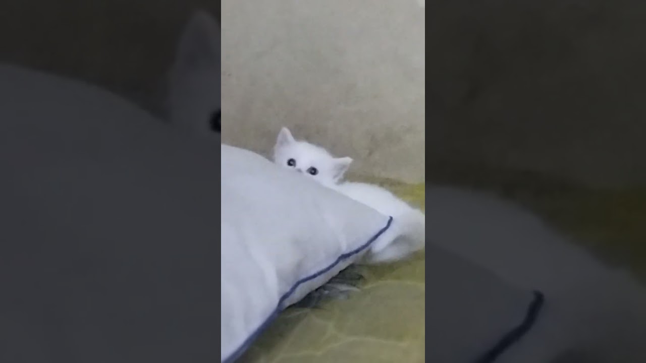 gojek gojek si bocil
