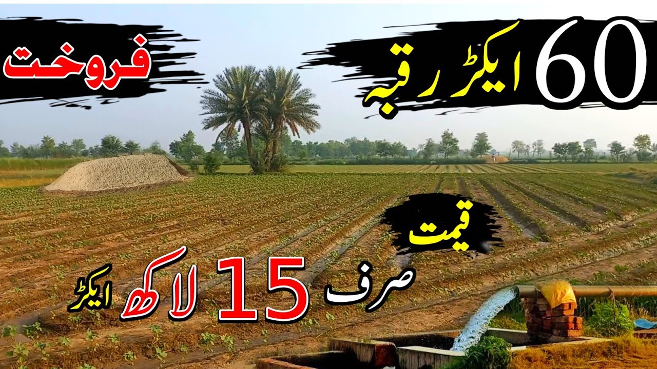 60 Acres Agriculture Land Purchase | Land For Sale In punjab pakistan | Episode 114