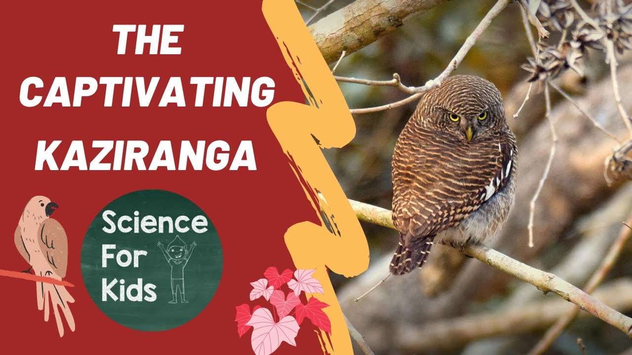 Special Episode: The Captivating Kaziranga | Birds of Kaziranga | Birdwatching for Kids