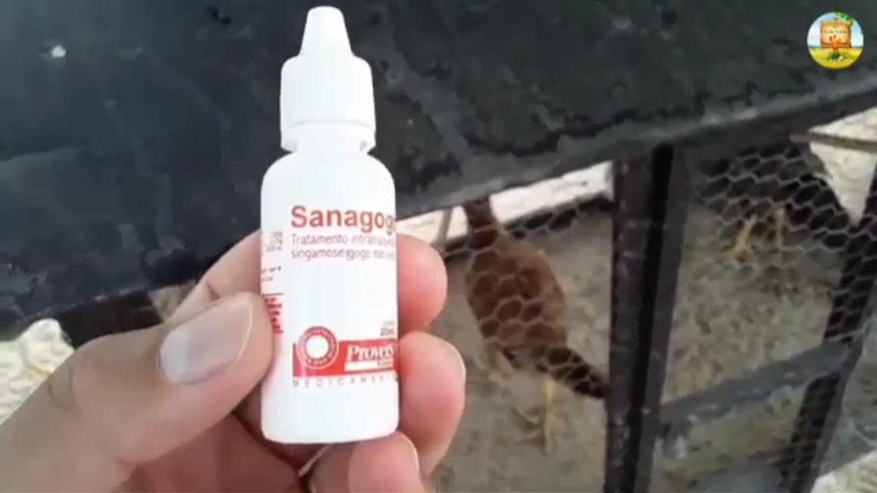 Como usar e pra quer serve SANAGOGO #galinha #dica #gogo