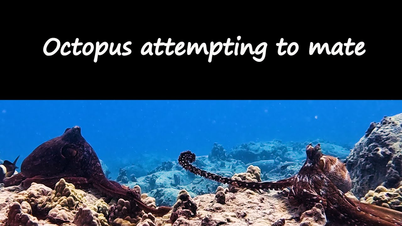 Shore Diving at Kona's House Reef - octopus attempting to mate!