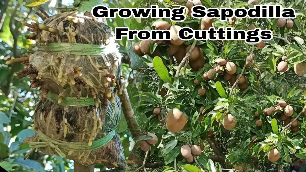 Growing Sapodilla Frow Cutting Success 100% By NY SOKHOM