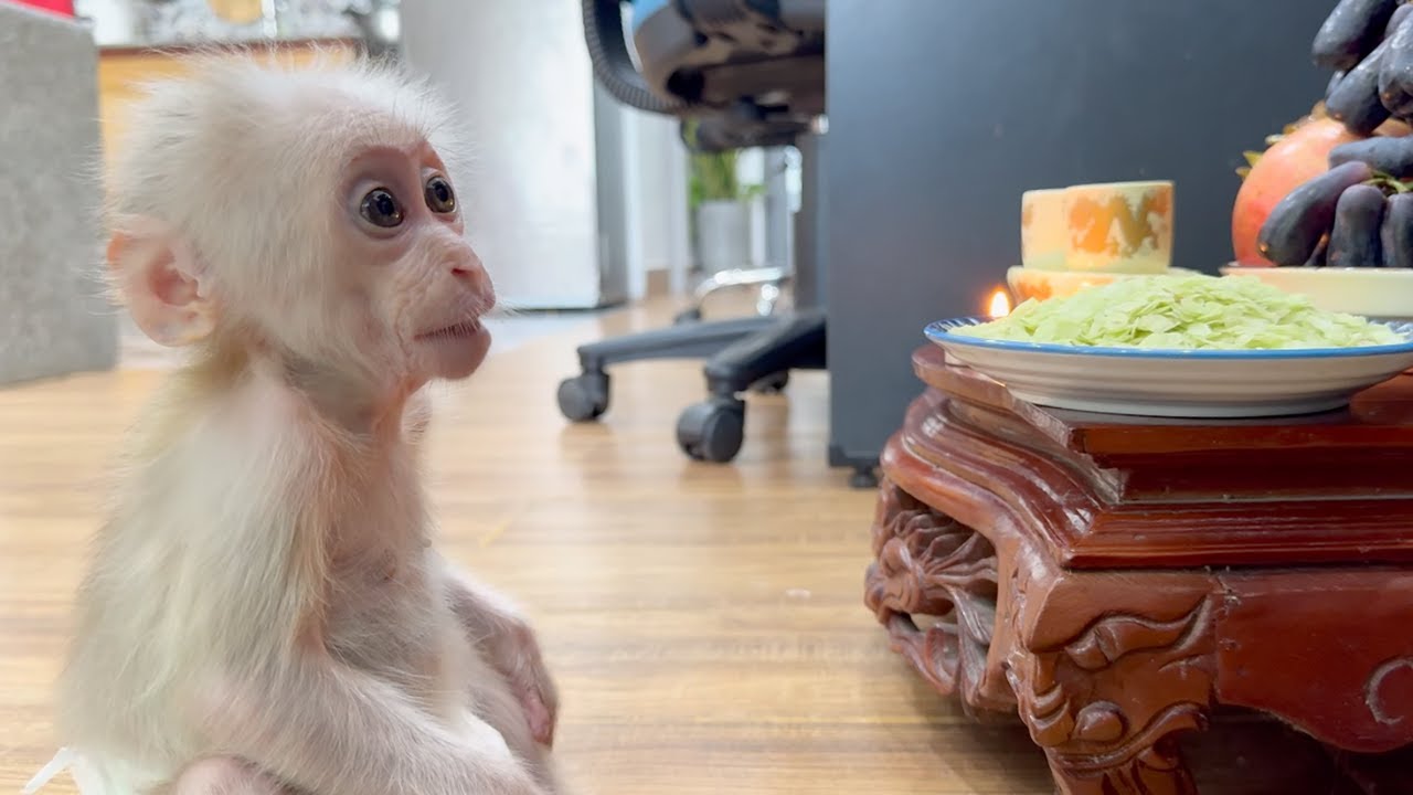 Baby Monkey Baba learned patience, rewarded with fragrant green rice flakes.