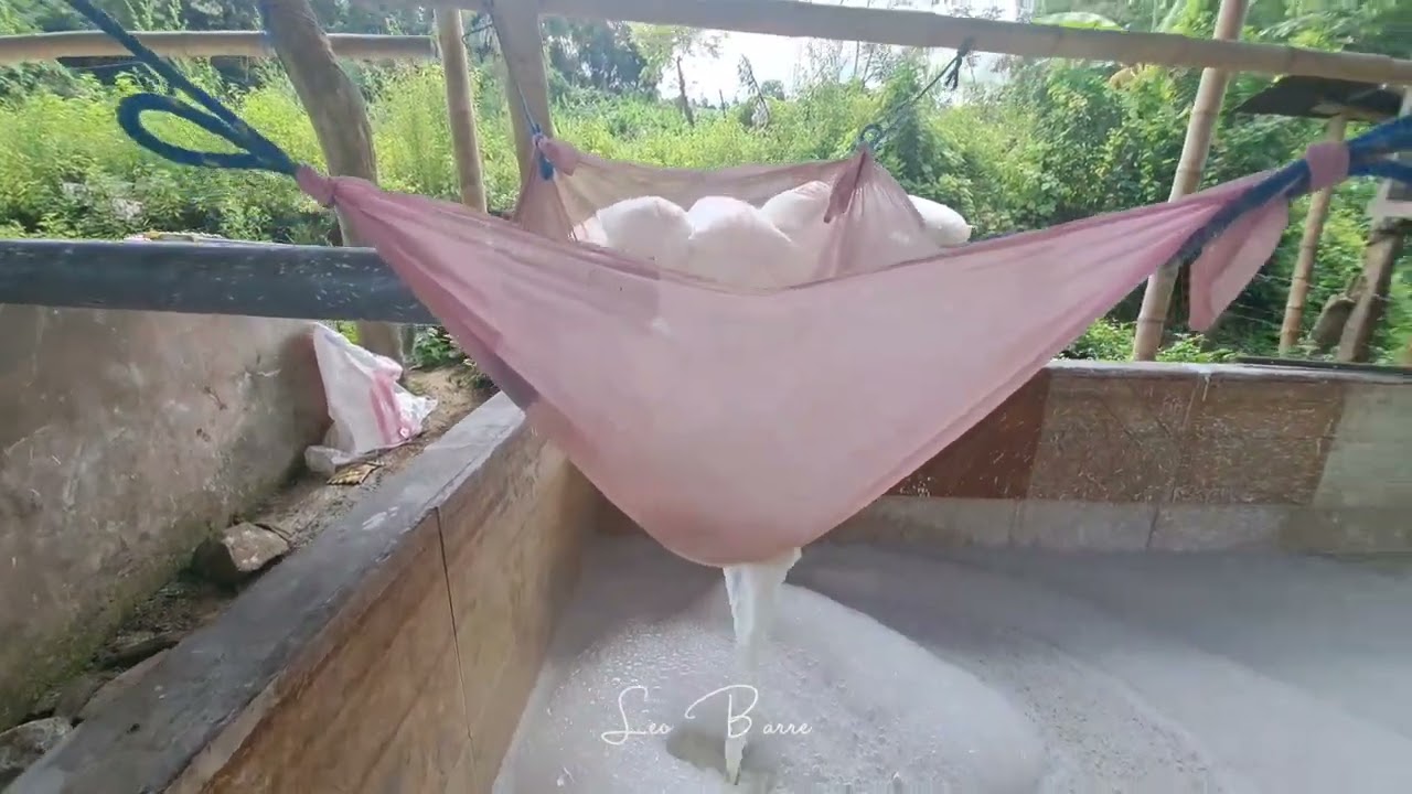 Proceso de extracción del almidón de yuca. Una verdadera maravilla 🤩🫡