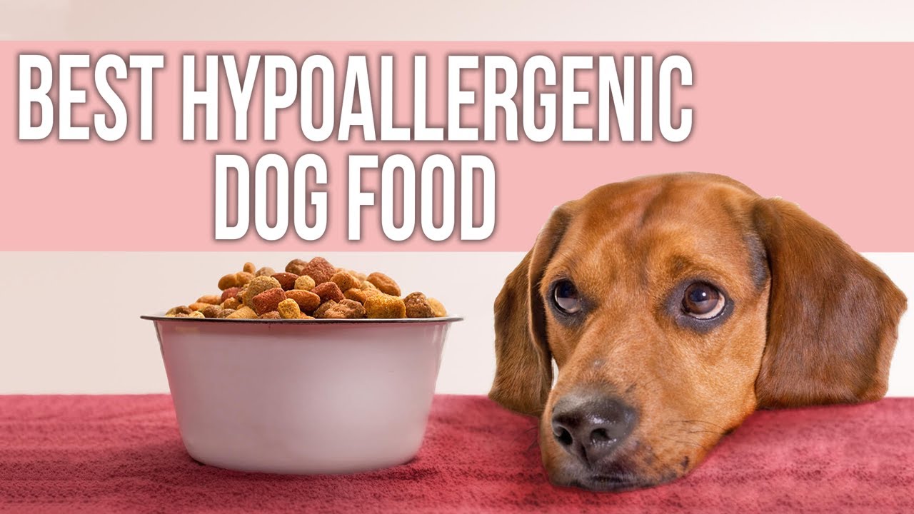 5 Best Hypoallergenic Dog Food for Allergies