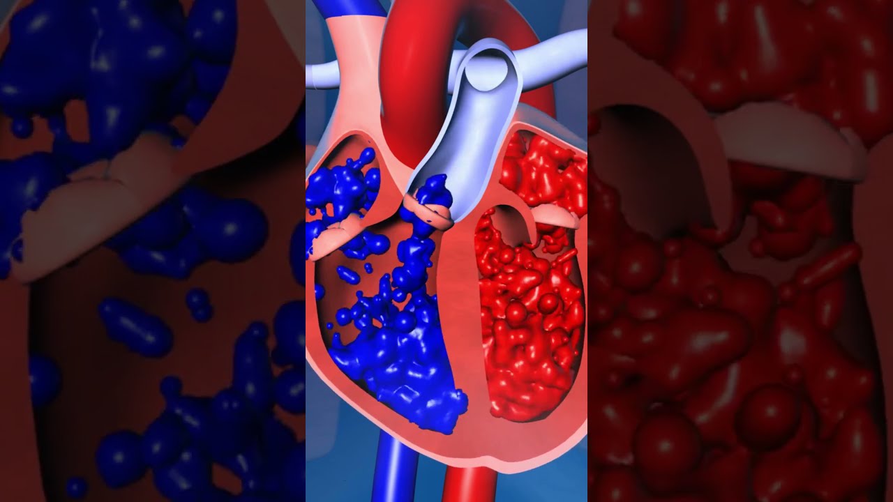 Human Heart Valves Function 💓 #short #heartfunction