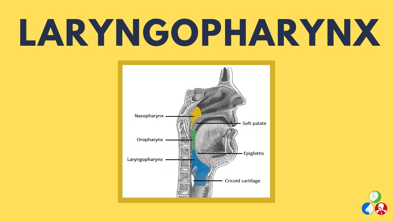 Анатомия гортаноглотки: части, лимфатические сосуды, функции
