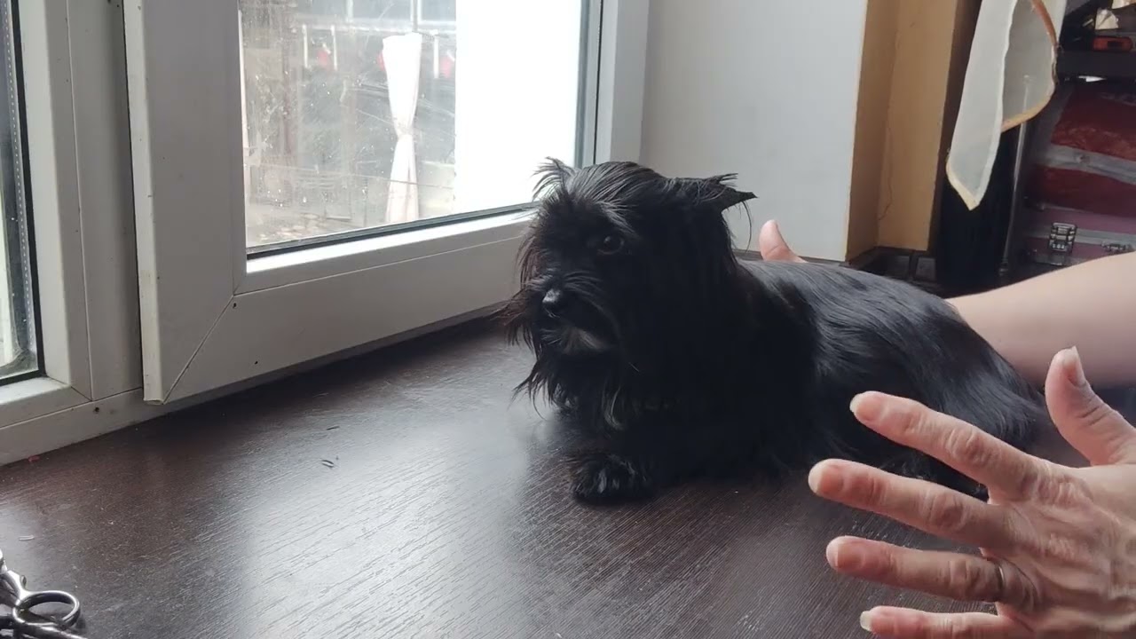 Скидка ‼️ цена 70т р‼️Черный Йорк Красавчик Вегас 🥰 доставка по миру+79788972514