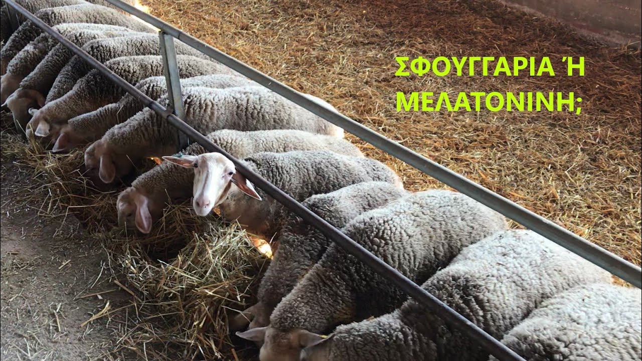 ΣΦΟΥΓΓΑΡΙΑ Η' ΜΕΛΑΤΟΝΙΝΗ;