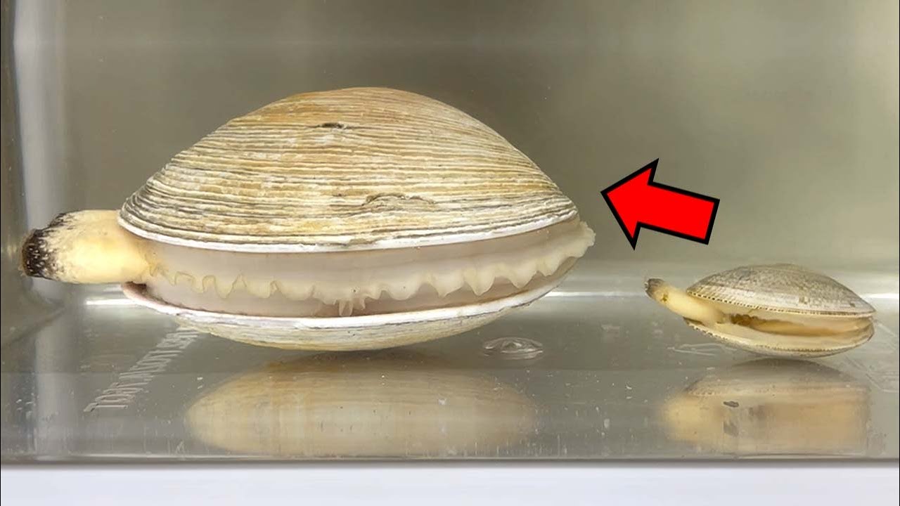 Откуда берутся ракушки? - Рассечение моллюсков