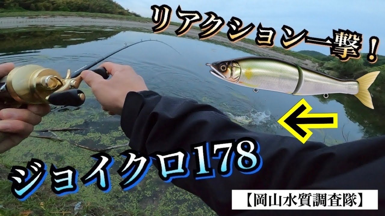 【ジョイクロ178】野池でビッグベイト投げて来たけど、⚪︎⚪︎な使い方が正解やね！『バス釣り』ジョイクロ178 動き アクション 使い方