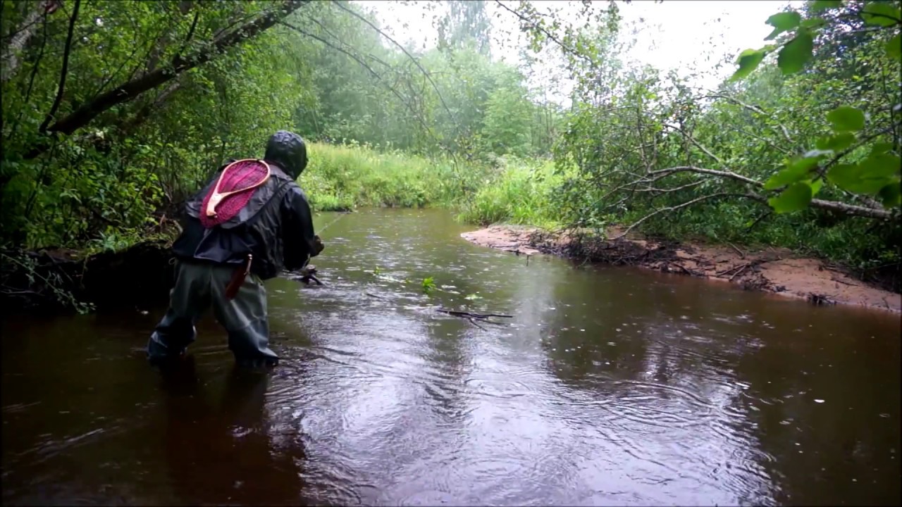 Ручьевая форель #2 / Tenryu Rayz Spectra SRZS51LL