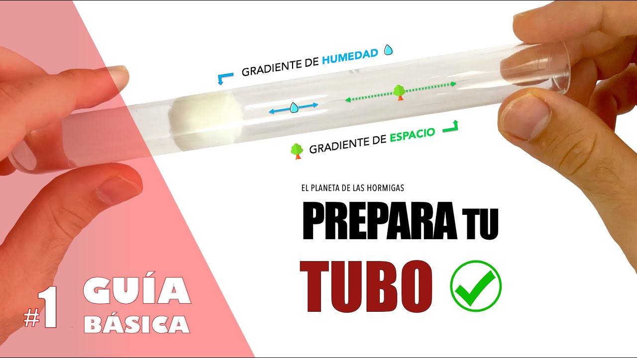 ASÍ SE PREPARA TU TUBO DE ENSAYO PARA HORMIGAS - TUTORIALES BÁSICOS #1 - EL PLANETA DE LAS HORMIGAS