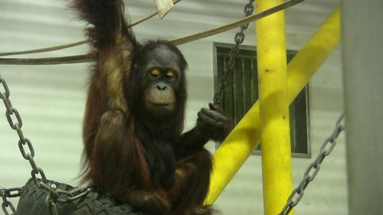 オラウータンのハヤトとディディ　とべ動物園にて。