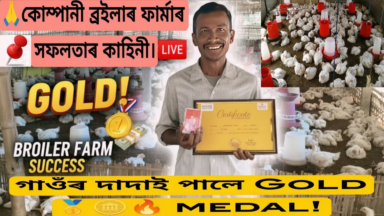 কেনেকৈ গাঁওৰ দাদাই কোম্পানীৰ ব্ৰইলাৰ পালন কৰি পালে 🥇🔥 GOLD MEDAL. COMPANY POULTRY FARMING IN ASSAM.
