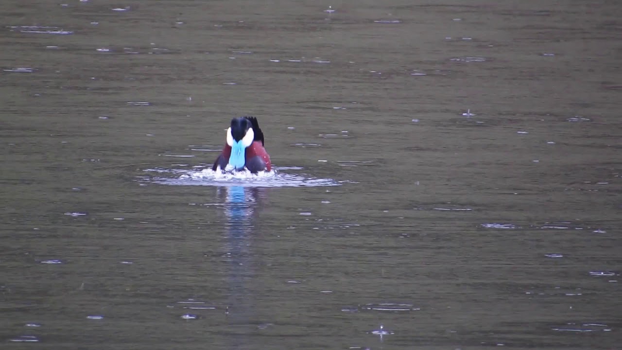 Ruddy Duck