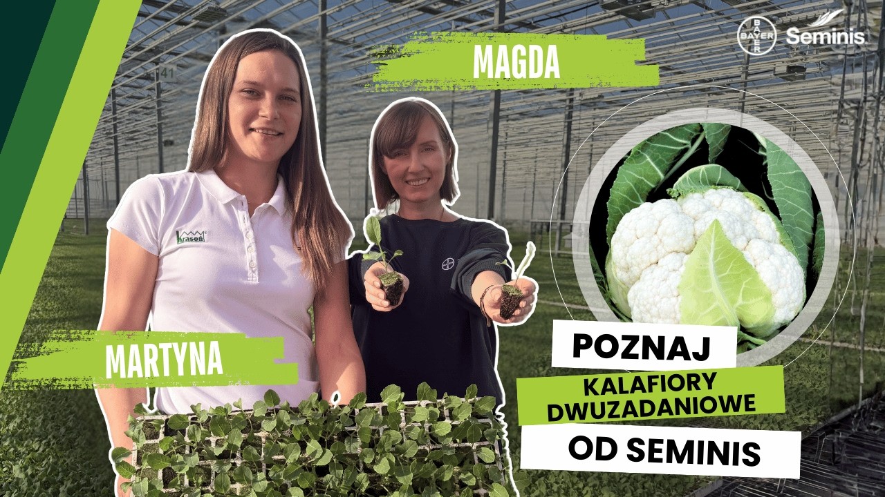 Sprawdź kalafiory dwuzadaniowe od #Seminis! | Predazzo