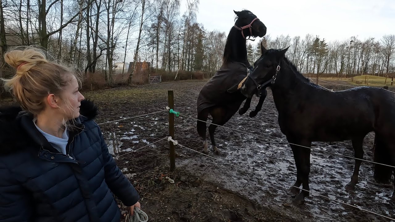 En dag i stalden (smed til Ria)