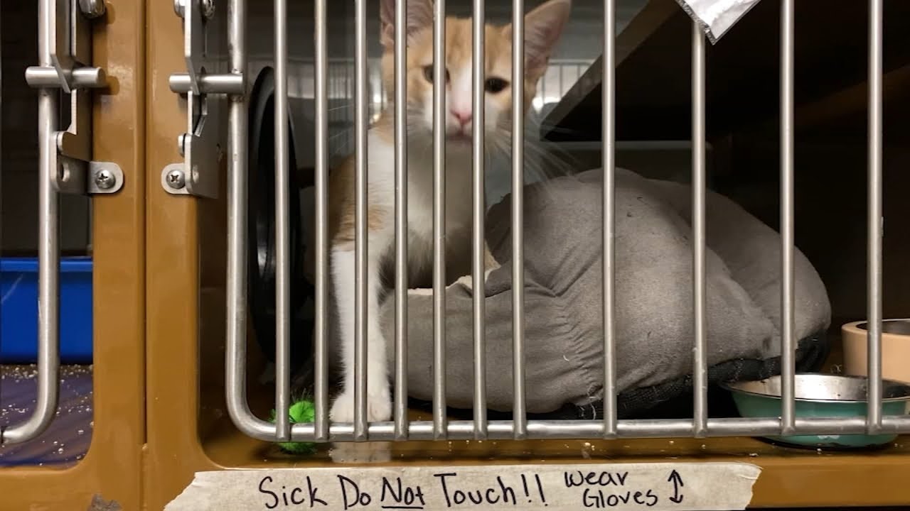 Bay Area no-kill rescue facing criticism regarding care of sick kittens