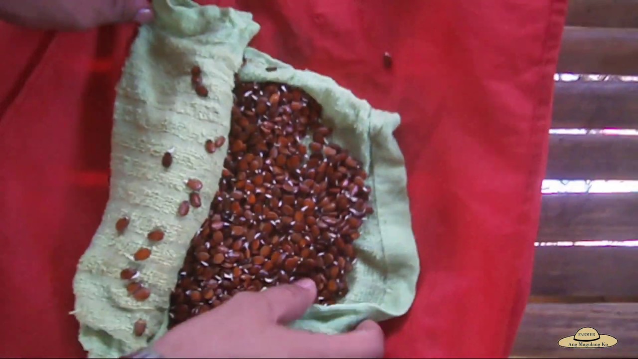 v90: Watermelon Seeds Pregermination | Learn How?