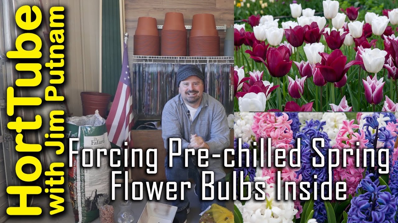 Forcing Pre-chilled Spring Flower Bulbs Inside - Tulips and Hyacinths🌷
