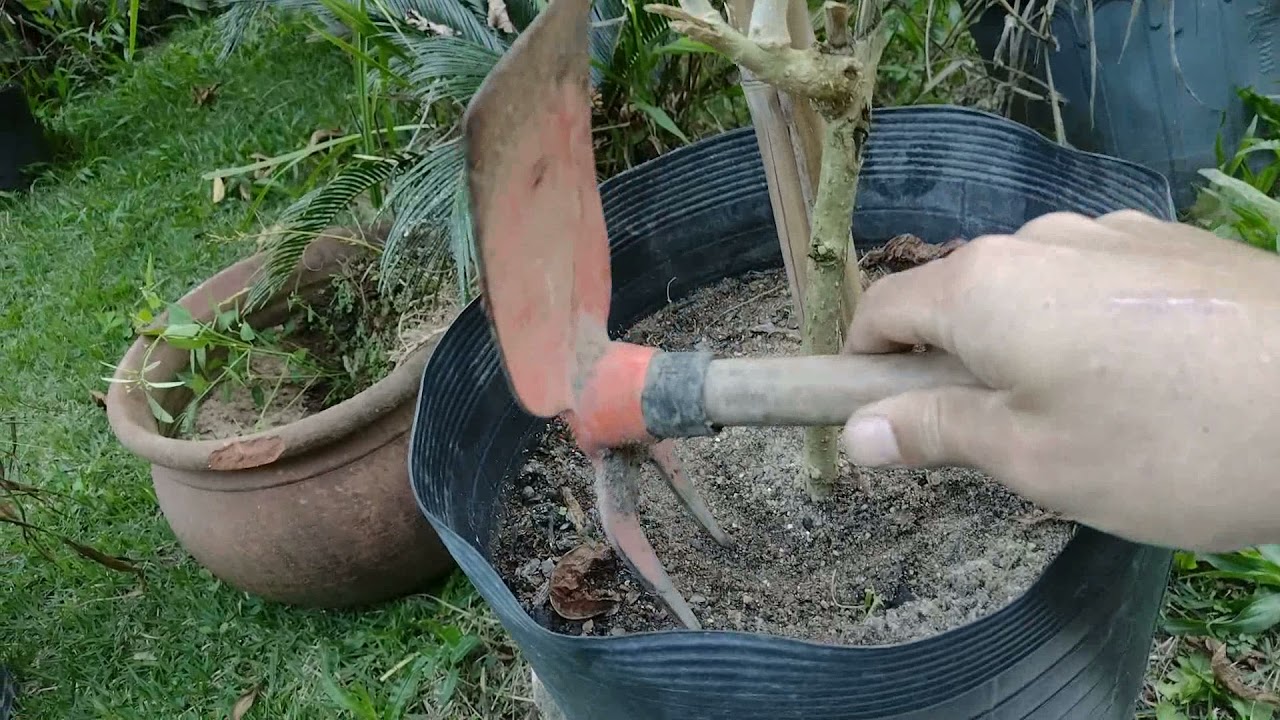 Como Descompactar e Recuperar a Terra do Vaso de Plantas:
